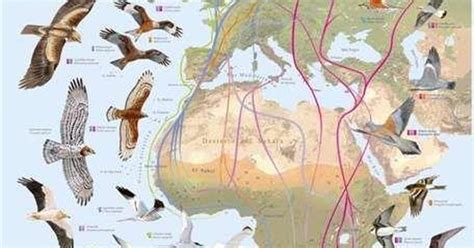 Birds Migration Routes In Europe And Africa Rutas Migratorias De Las