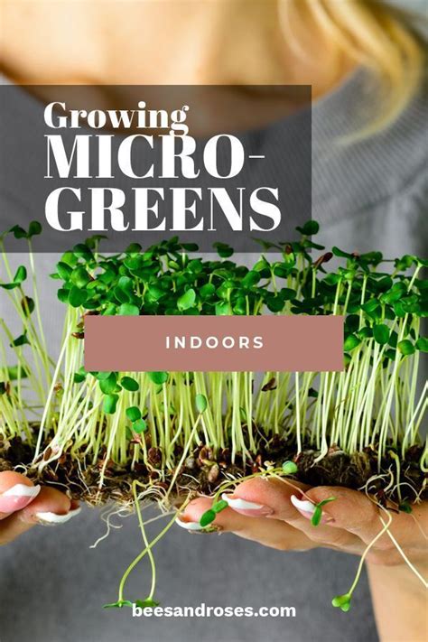 5 Ridiculously Easy Ideas For Growing Microgreens Indoors Growing