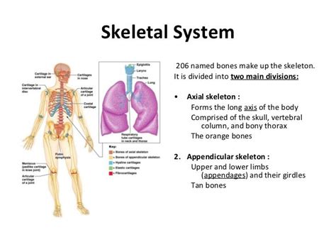 How many curves are in your vertebrate? The importance and structure of the skeletal system in the ...