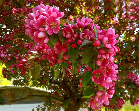 Dark Pink Flowers On Tree Profusion Ornamental Crabapple Gorgeous