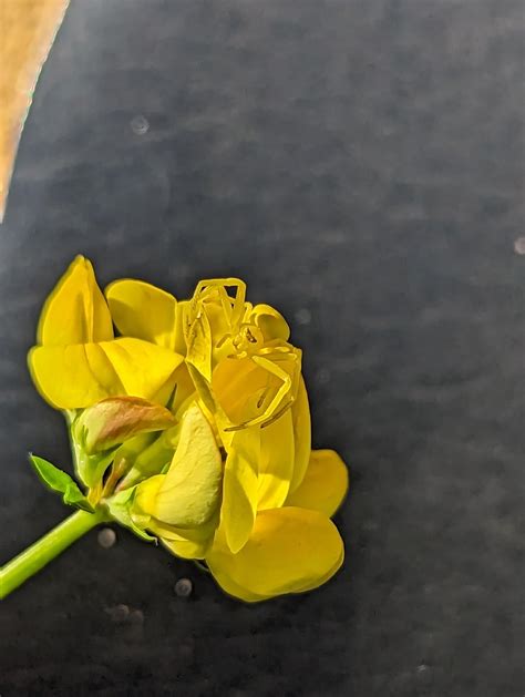 Does anyone know what kind of spider this is : r/spiders