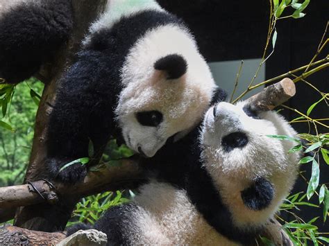 Twin Panda Cubs Delight Devoted Fans At Tokyo Zoo In A Covid Shortened