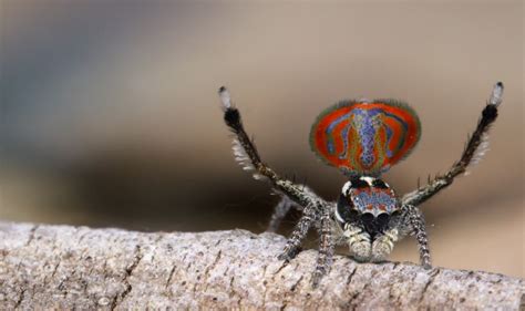 Behold Sparklemuffin And Skeletorus New Peacock Spiders