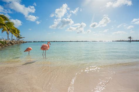 Consejos De Aruba La Asesor De La Isla Para Una Isla Acertado ️todo