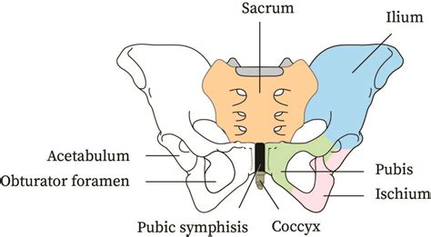 Pelvic Girdle Bones Of The Pelvic Girdle News Photo G