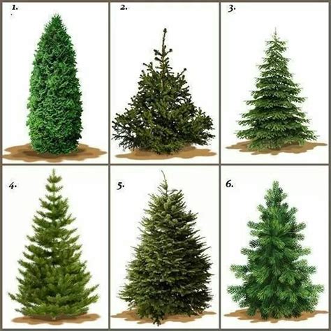 Pin By Jean West On Christmas Real Christmas Tree Types Of Christmas