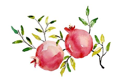 Pomegranate Watercolor Pomegranate Art Botanical Watercolor