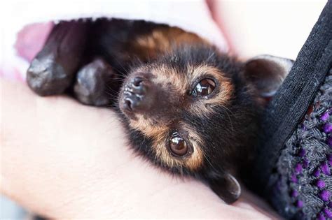 Take Action For Our Flying Foxes Cafnec