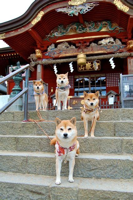 pictures  akita dogs