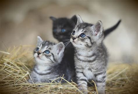 Gambar comel arnab kacuk kucing sensasi gambar kucing sumber : Gambar Kucing Comel dan Manja (Anak Kucing Lucu dan Paling ...