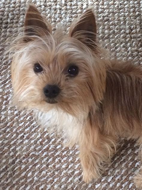 Smaller kibbles are good for yorkies, and dry food is generally best to help keep your dog's teeth clean since the breed is prone to dental problems. My Porkie(Pomeranian Yorkie mix) pup :) I love him so much ...