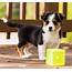 Charming Corgi Puppies For Sale – QuickMarket Free Classified Ads 
