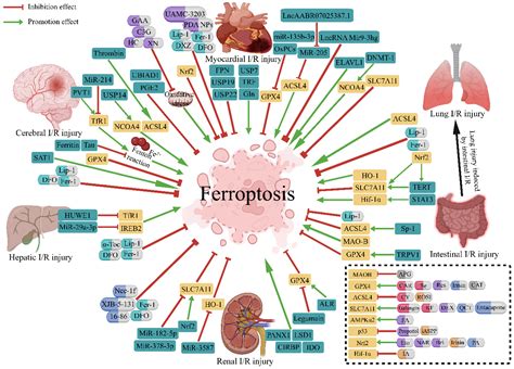 Antioxidants Free Full Text Targeting Ferroptosis As A Promising