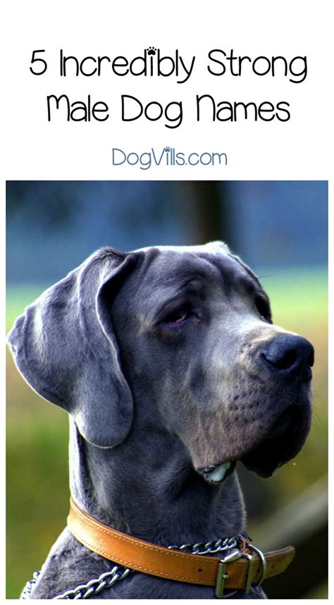 French dog names search results. 5 Incredibly Strong Male Dog Names for Your Mighty Pup ...