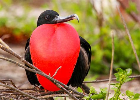 Red Breasted Frigate Bird