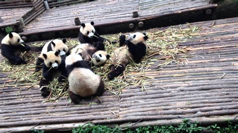 Baby Pandas Eating Breakfast Youtube