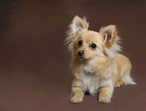 Pomchi Pomeranian And Chihuahua Mix Info Pictures And Care Guide Hepper