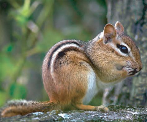Animal Facts Eastern Chipmunk Canadian Geographic