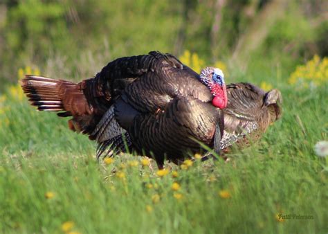 Learn Turkey Breeding Behavior To Be A Better Hunter Strutting