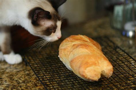 Can Cats Eat Bread Purrpetrators