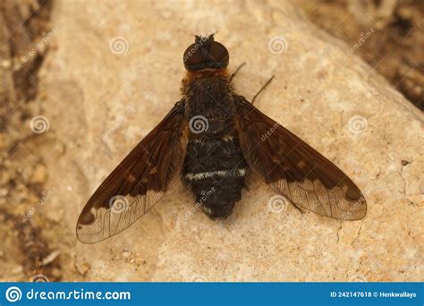 Close Up Of A Black Bee Fly Hemipenthes Velutina Sitting With Open