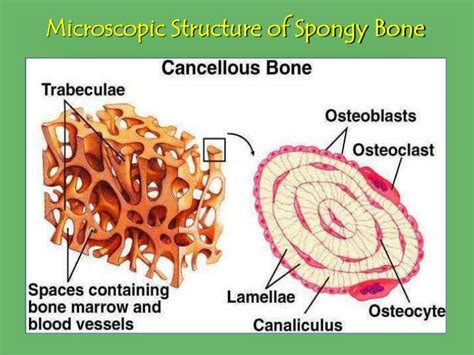 Diagram Compact Bone Vs Spongy Bone Module 03 Skeletal System