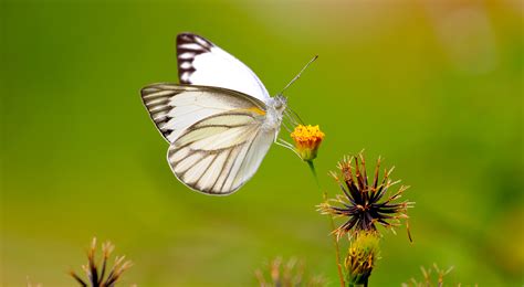 Free Photo White Butterfly Beautiful Bright Bug