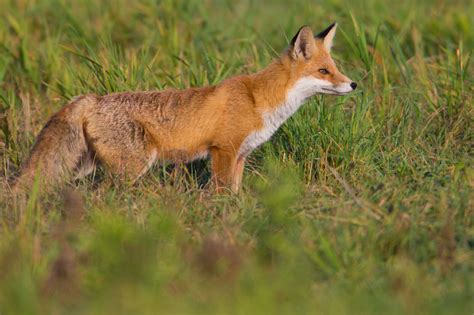 Red Fox Vulpes Vulpes Info Details Facts And Images