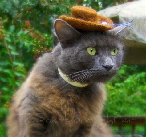 Cat mom does not approve of stealing >:3. So "Hats For Cats" Actually Exists (GALLERY)