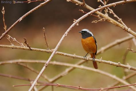 Birds Of South Korea Residents