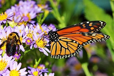 Butterfly And Bee Attracting Flowers For Your Garden