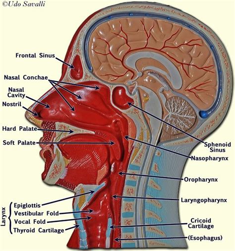 Diagram Of The Face With Respiratory System Diagram Quizlet
