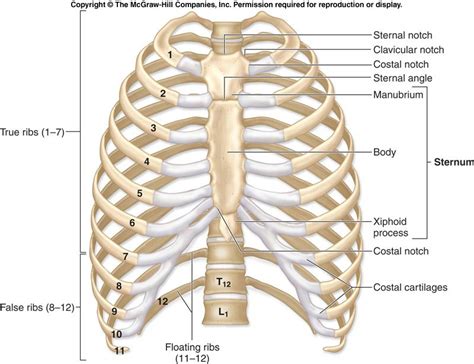 Sternum Flat Bone Thoracic Cage Human Skeleton Xiphoid Process