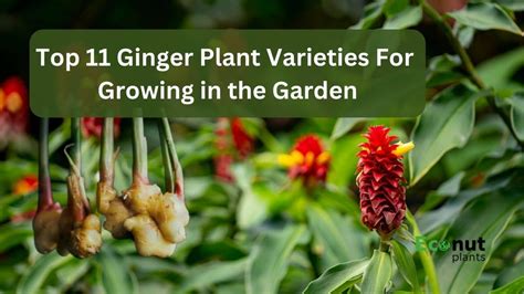 Top Ginger Plant Varieties For Growing In Your Garden