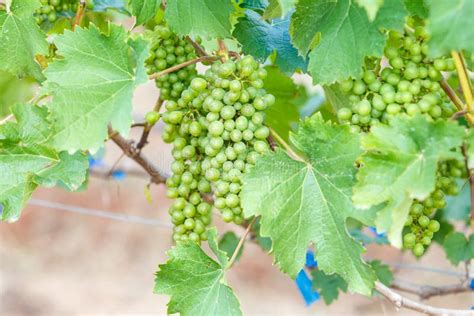Branch Young Grapes On Vine In Vineyard Stock Photo Image Of Nature
