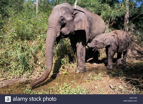 Asiatischer Elefant Hi Res Stock Photography And Images Alamy