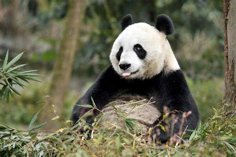 Giant Pandas Are More Likely To Reject Cubs Born Via Artificial