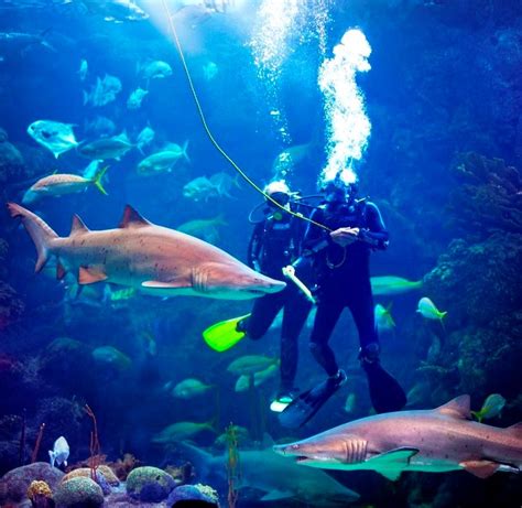 Experience The Wonders Of The Ocean At The Florida Aquarium In Tampa