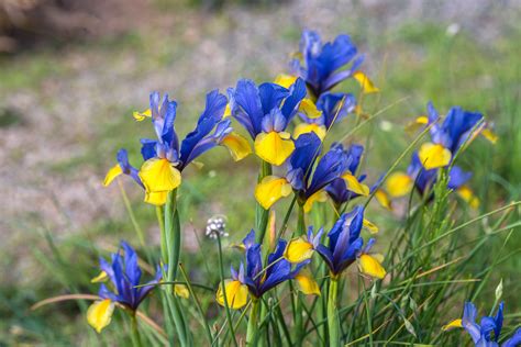 Iris Flowers Plant Care And Growing Guide