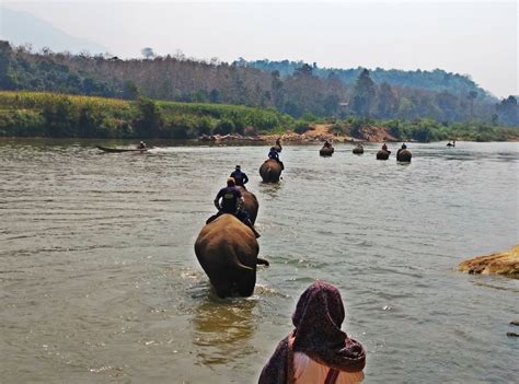 the elephant village situated in luang prabang on the nam khan river this camp takes care of a