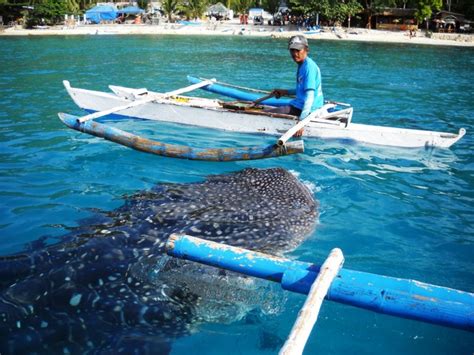 フィリピン・セブ島で人気の「ジンベイザメウォッチング」 1日の観光客数を制限へ 海外ビジネスニュースを毎日配信！− digima news