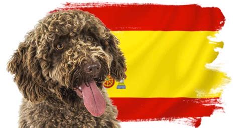 Spanish Dog Breeds Discover The Fabulous Dog Breeds From Spain