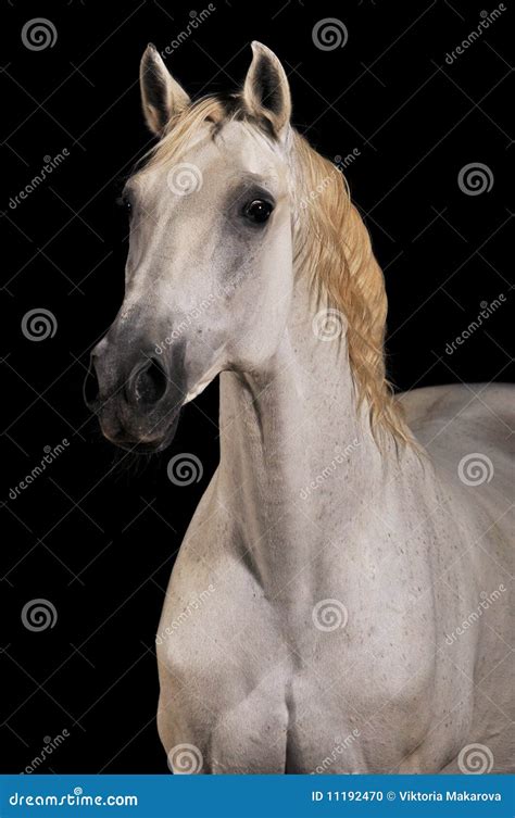 White Horse Portrait Isolated Black Stock Photo Image Of History
