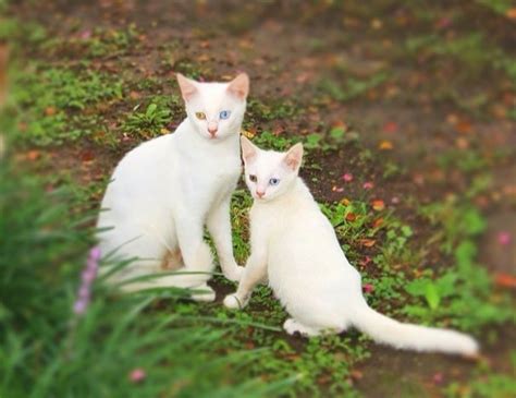 30 Great Pictures Of Cats With Their Mini Me We Love Cats And Kittens