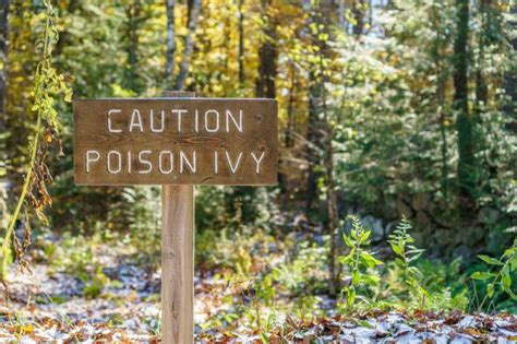Viral Video Shows The Shocking Technique Used To Clear Poison Ivy From