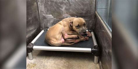 Pit Bull Found Burned And Tied Up Rescued From Canadian Shelter The Dodo