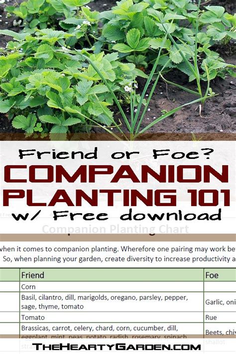 Companion Planting Friend Or Foe W Companion Planting Chart