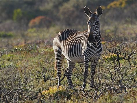 South African Mammals Wildlife Insight