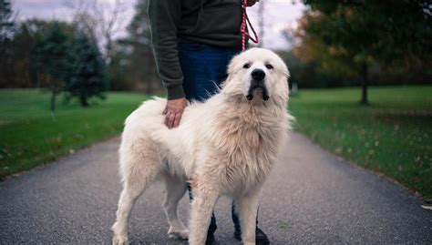 10 Popular Big White Fluffy Dog Breeds That Belong On The Countryside