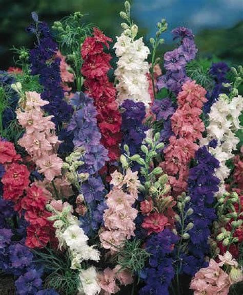 Larkspur Giant Imperial Mixed 75 Seeds Annual For Bedding Or Etsy